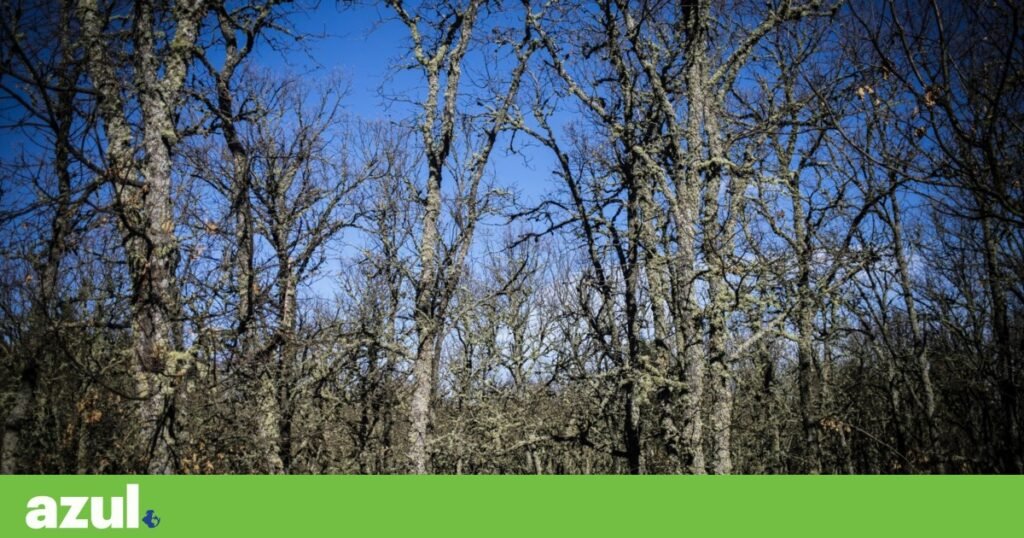 Fundo Florestas de Portugal amplia capital para 12 milhões de euros