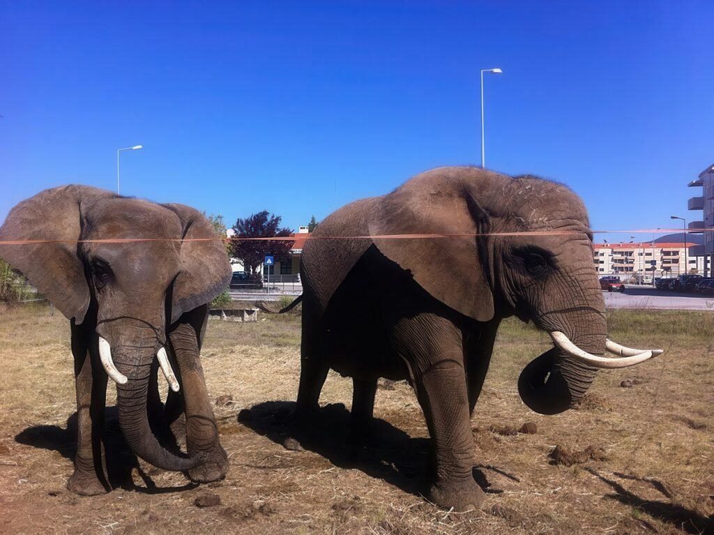 Elefante de circo em Portugal encontra liberdade no primeiro santuário europeu no Alentejo