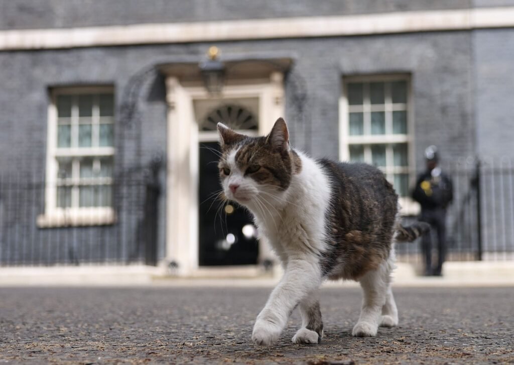 Larry, o gato que se tornou o pilar de estabilidade em Downing Street