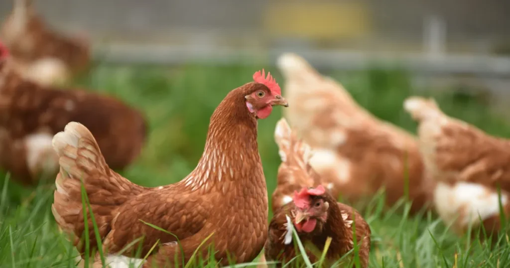 Ministério da Agricultura isola granja em santa catarina após confirmar foco da doença de newcastle