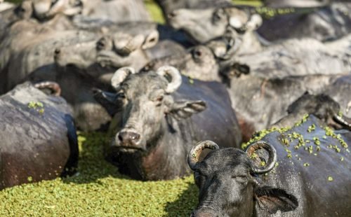 bufalos-fazenda-mironga-mc_abr_01102025-6.jpg