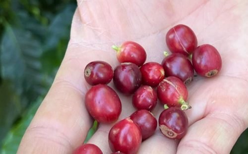 cafe_produizido_pela_fazenda_florenca.jpg