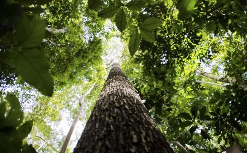 floresta_amazonica211016ebc0667.jpg