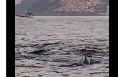 grupo_de_golfinhos_indica_boas_condicoes_ambientais_em_praia_carioca.jpg