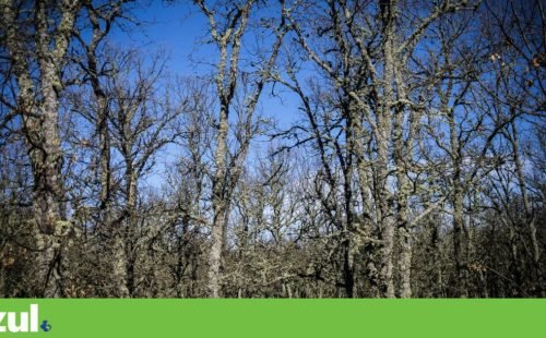 Fundo Florestas de Portugal amplia capital para 12 milhões de euros