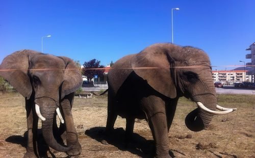 Elefante de circo em Portugal encontra liberdade no primeiro santuário europeu no Alentejo