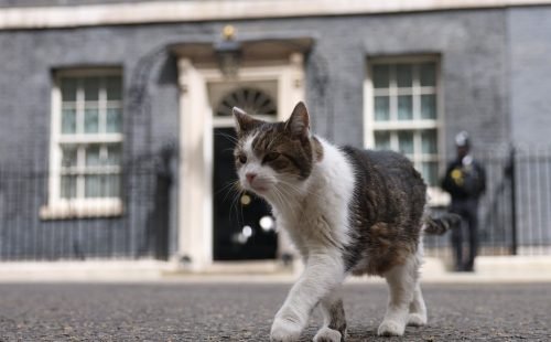 Larry, o gato que se tornou o pilar de estabilidade em Downing Street