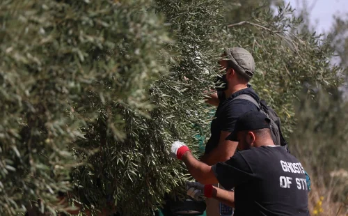 Itália cobra libertação de ativistas detidas durante colheita na Cisjordânia