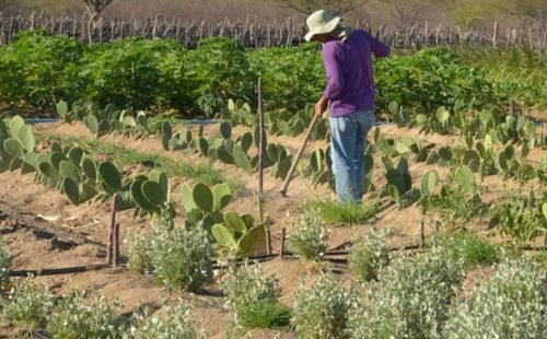 produtor_rural_no_semiarido.jpg